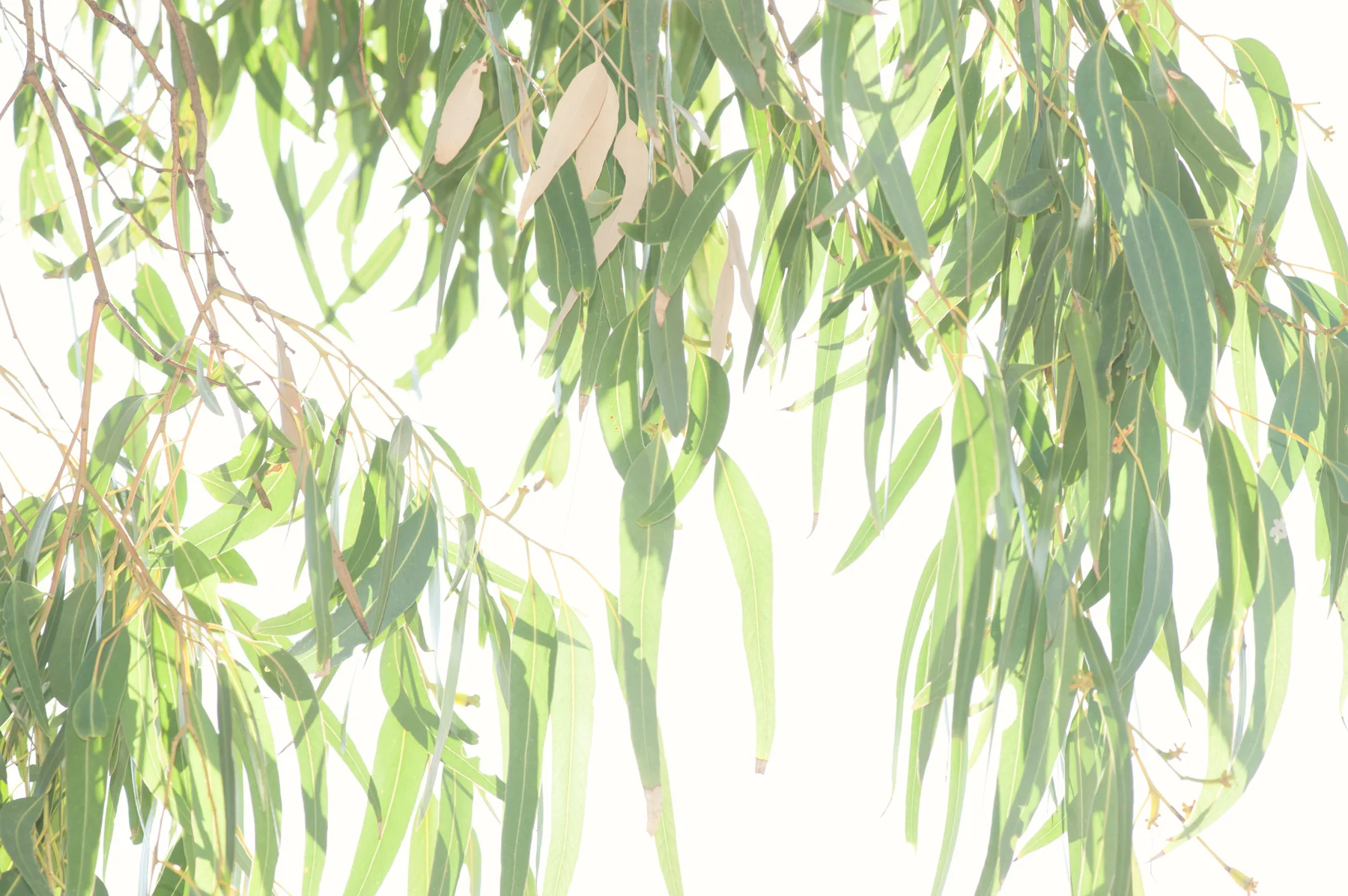 140529_gumleaves_white-bg.jpg