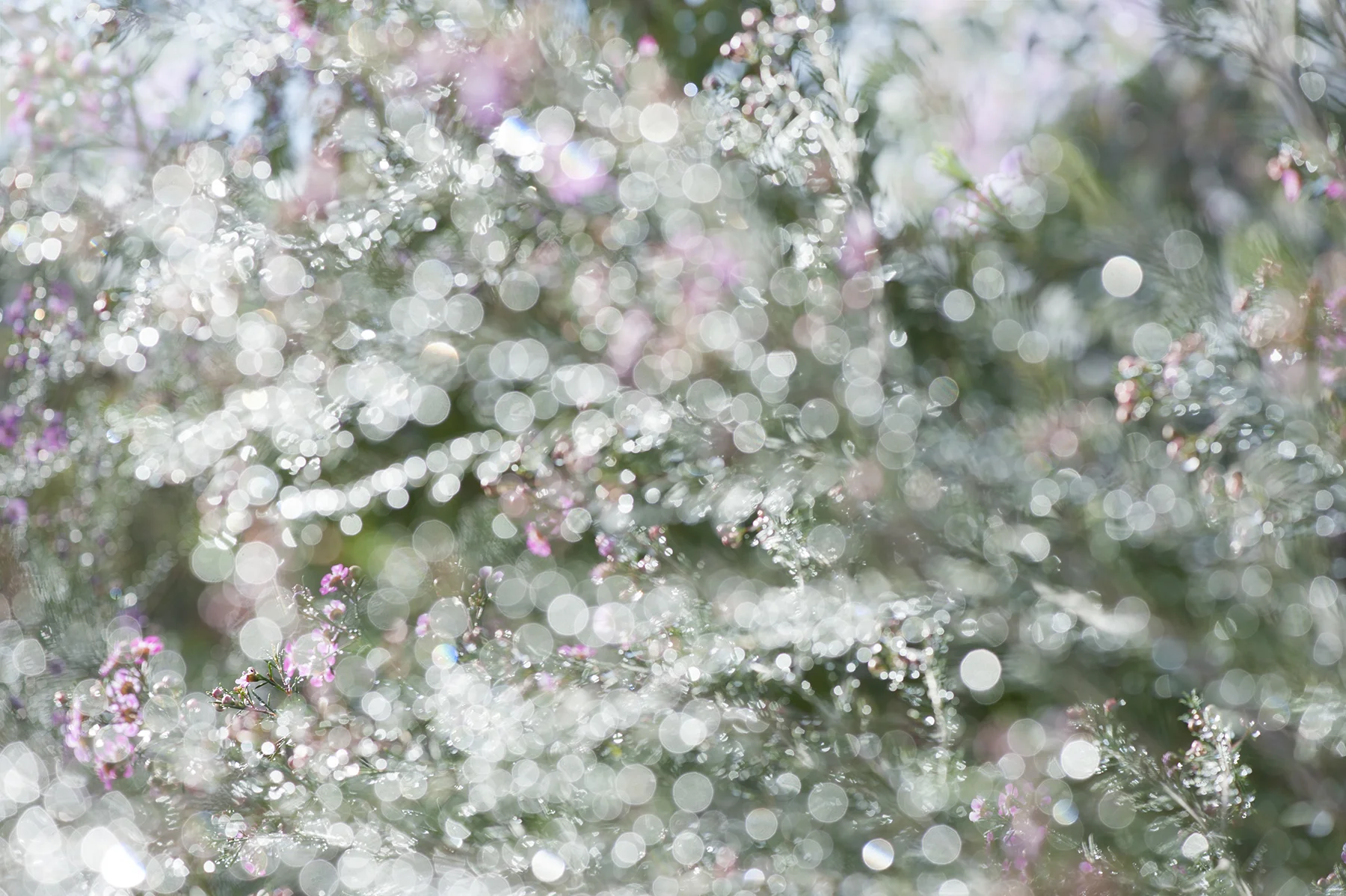 140721_Flora_3999 copy.jpg