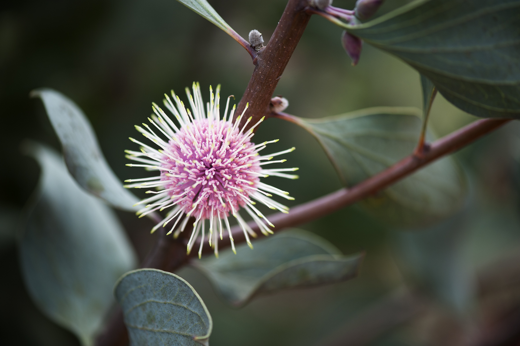 Hakea