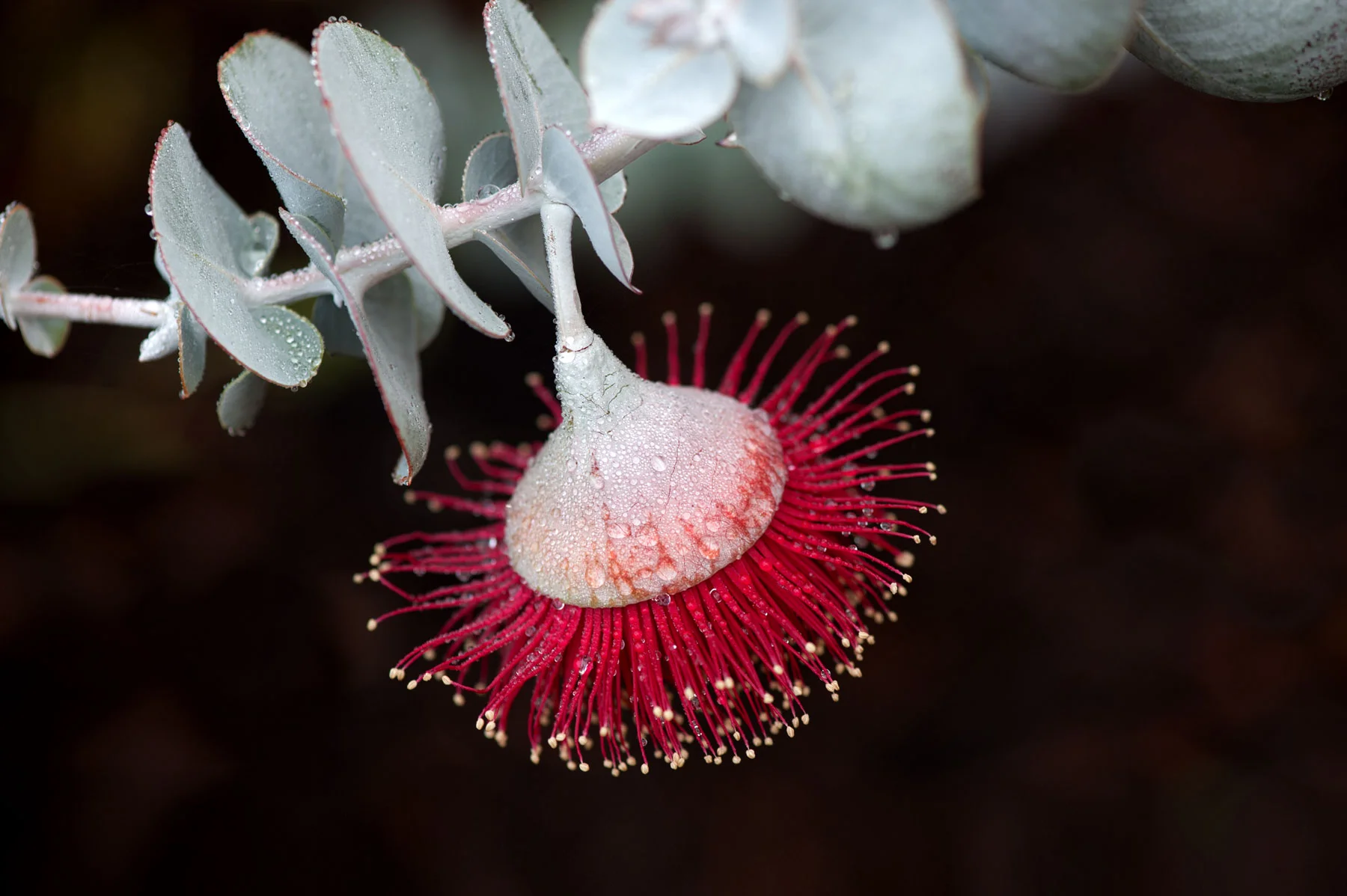 150604-1046-flora.jpg