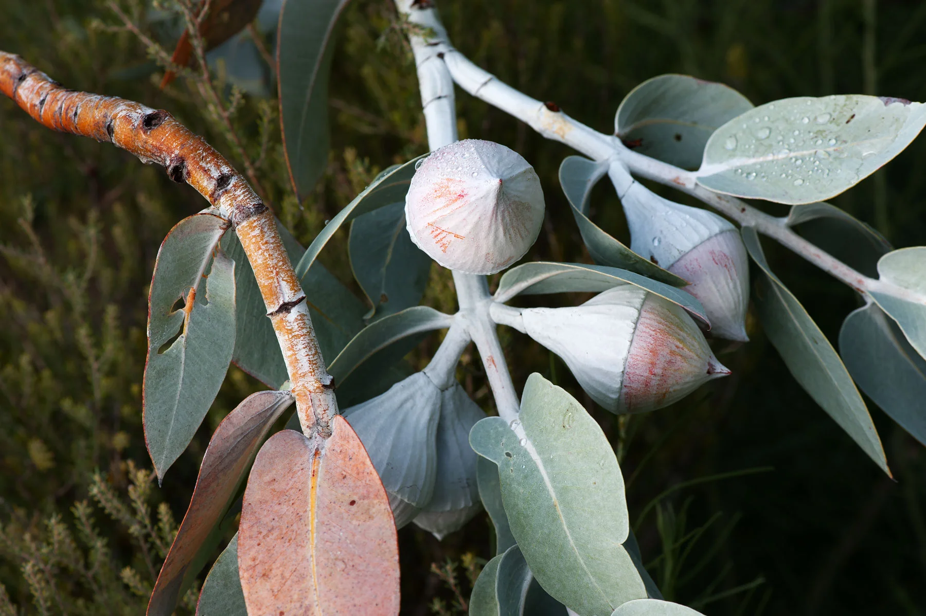 150604-1279-Mallee.jpg