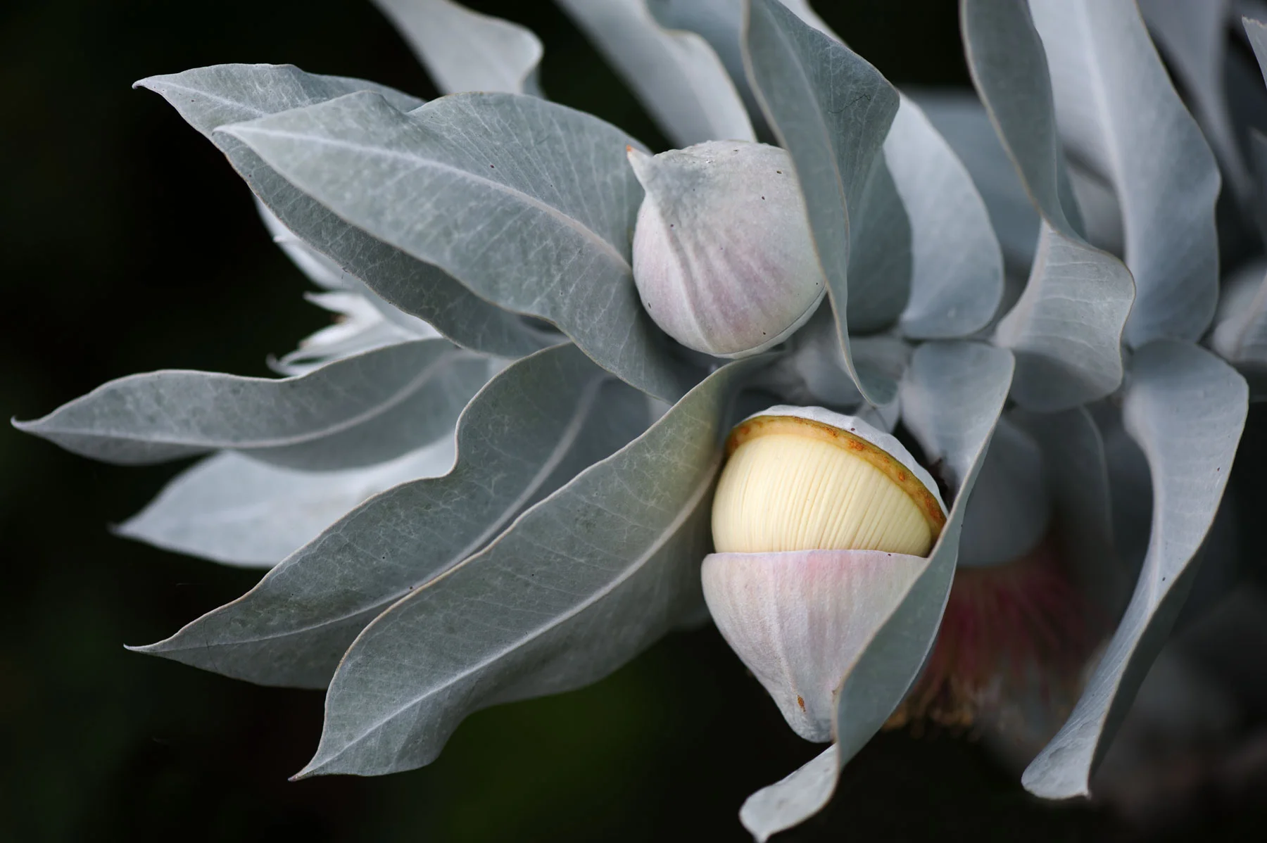 150612-1484-flora.jpg
