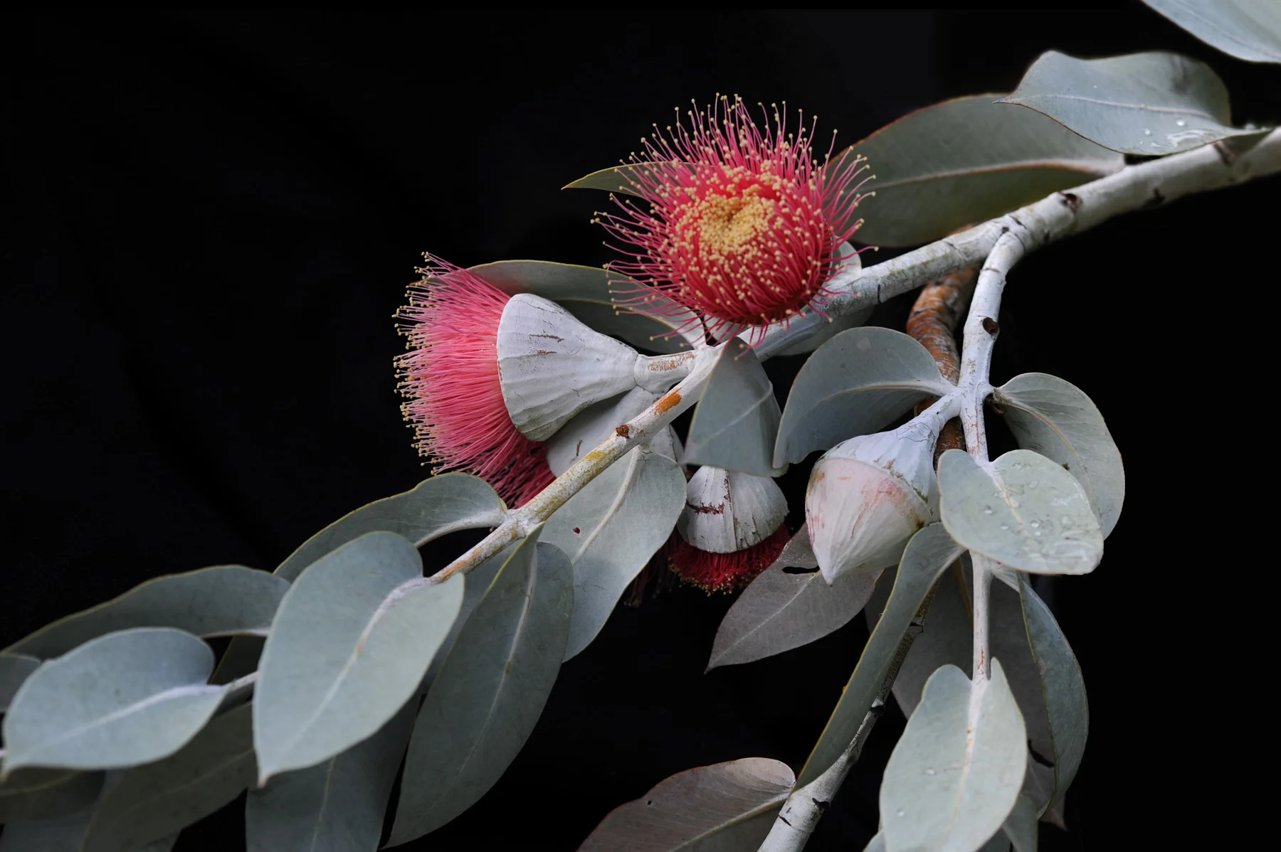 150618-328-flora.jpg