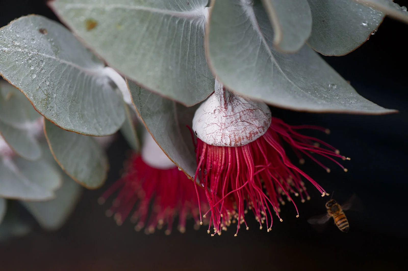 Macrocarpa_ninawilliams.jpg
