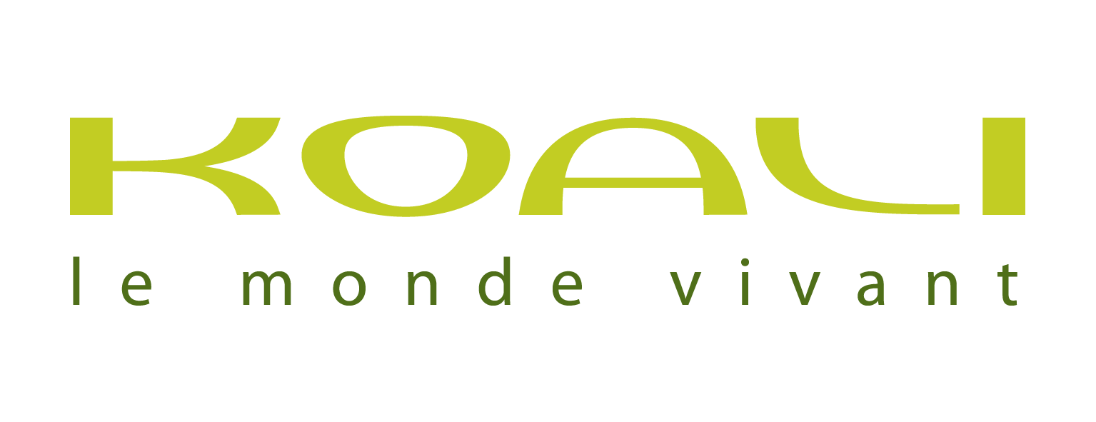 Koali.jpg