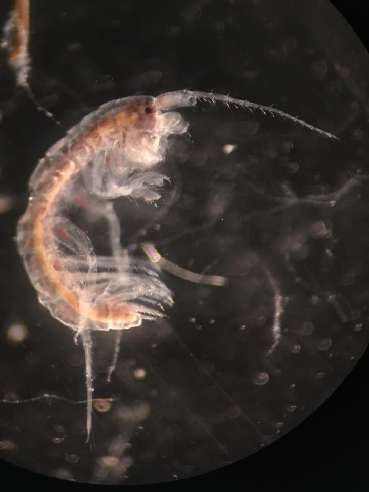 Grandidierella japonica