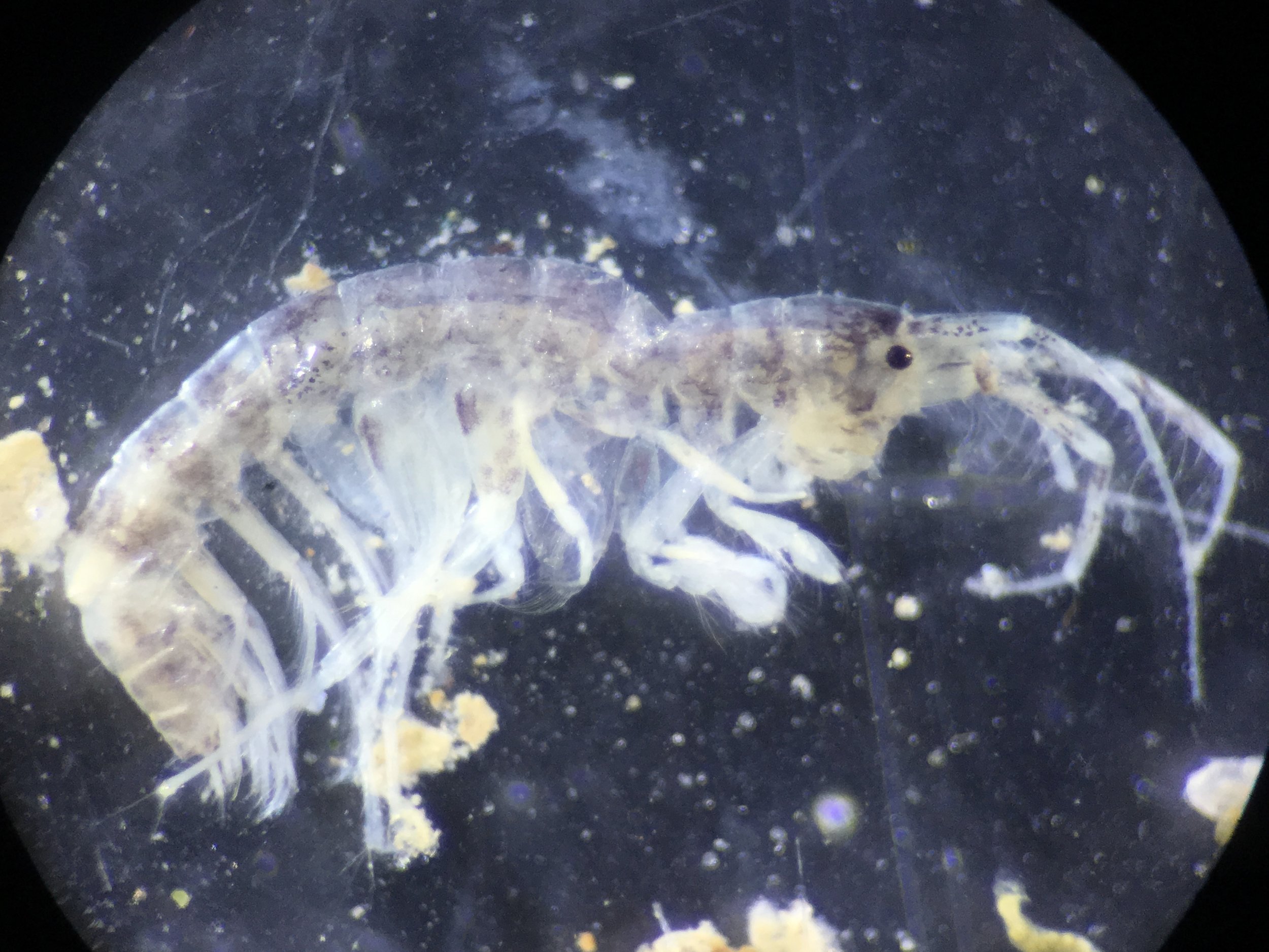 Grandidierella japonica