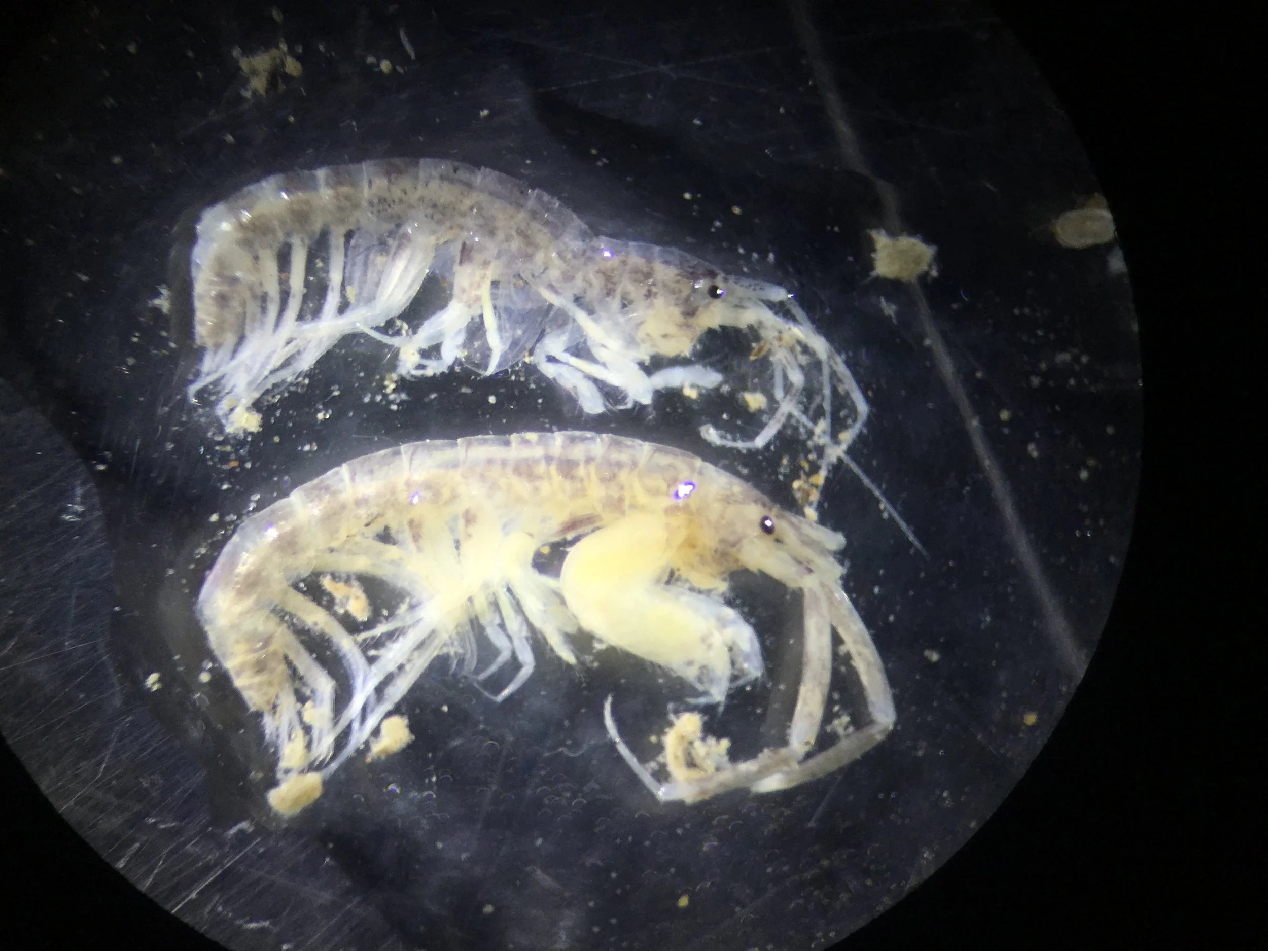 Grandidierella japonica