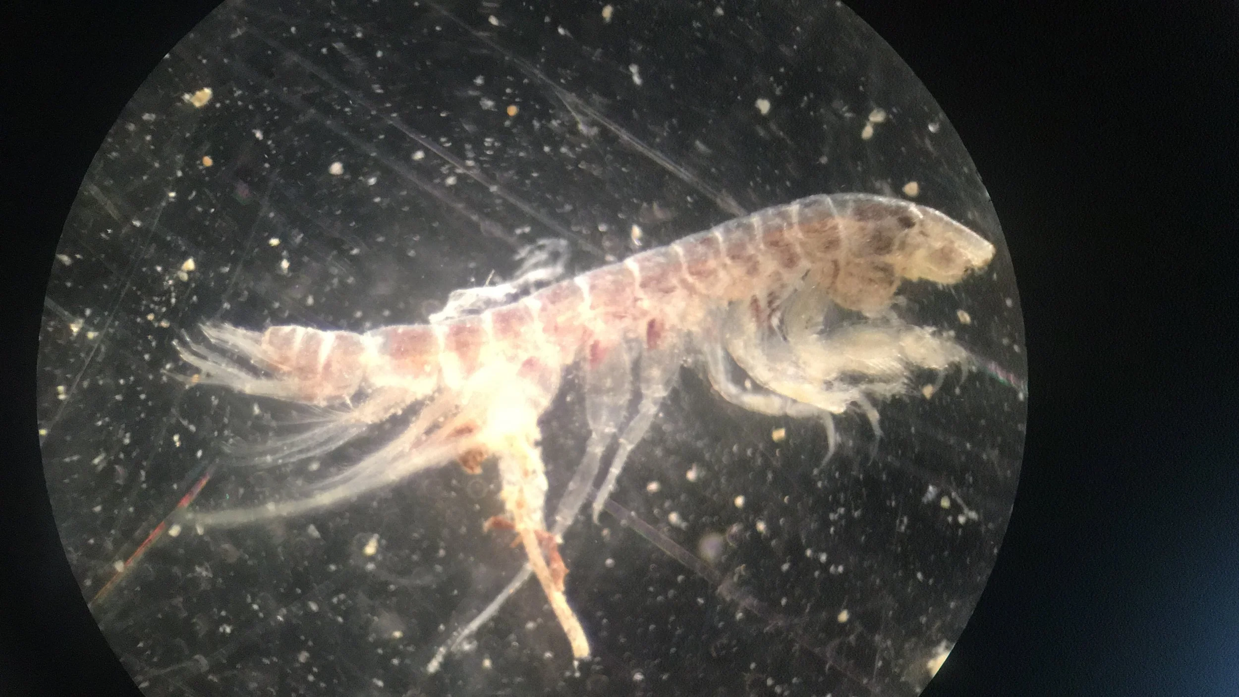 Grandidierella japonica