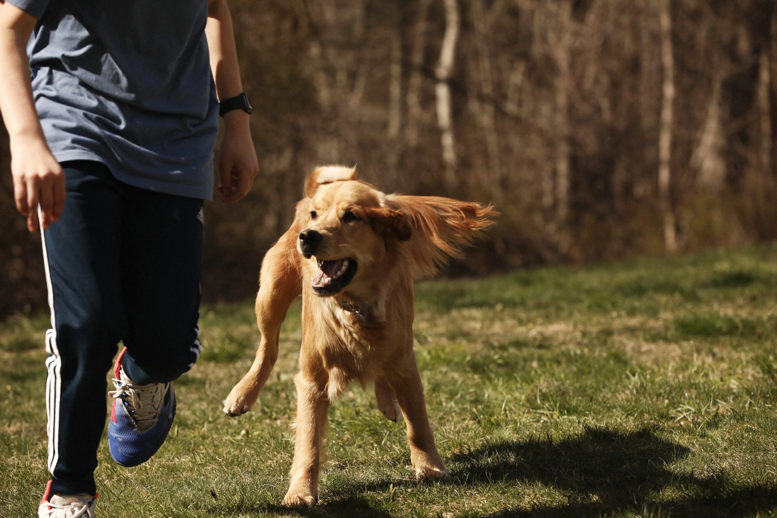 golden-retreaver-dog-play-patrick-fraser-studio-PFS_5670.jpg
