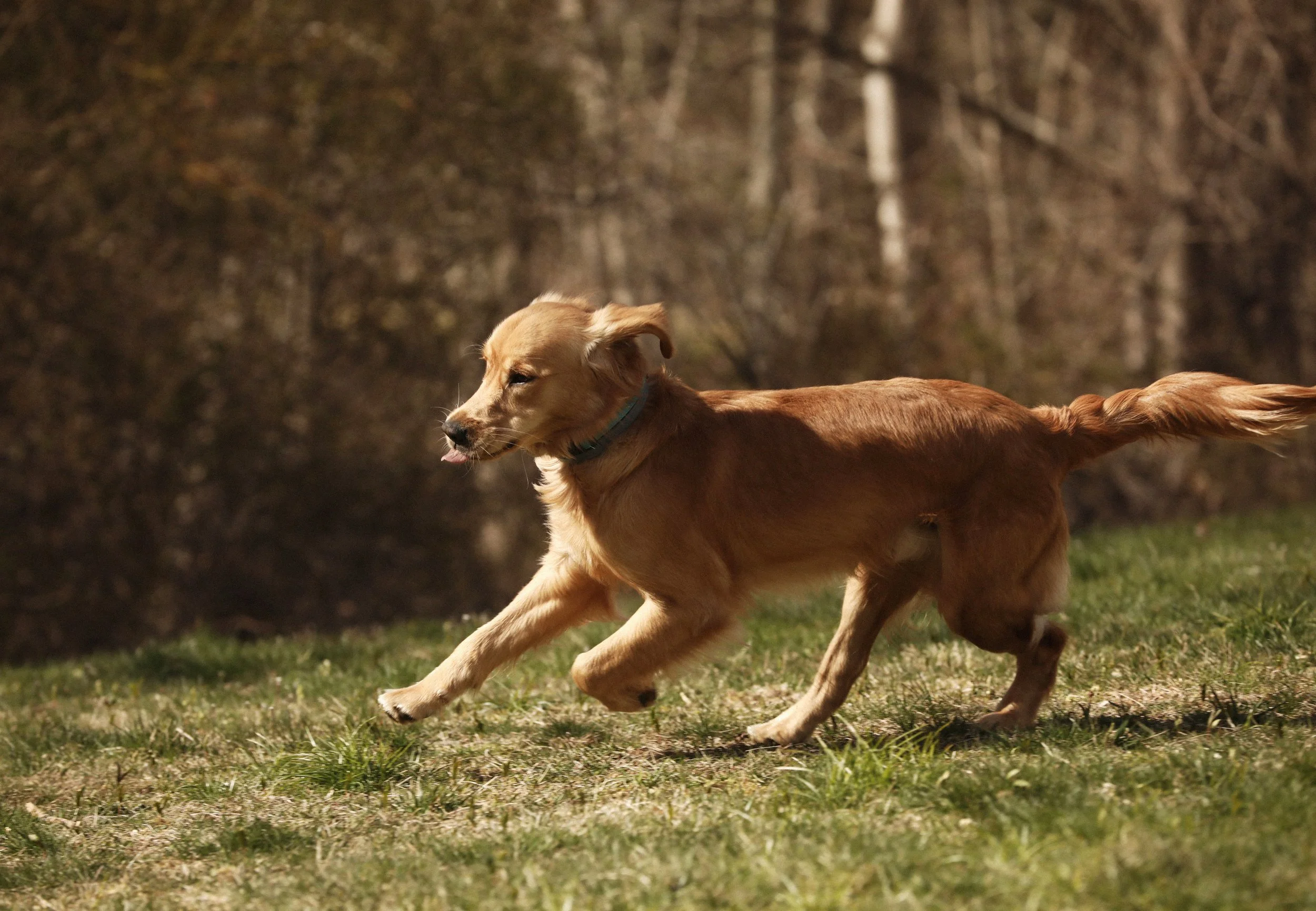golden-retreaver-run-dog-patrick-fraser-studio-PFS_5651.jpg