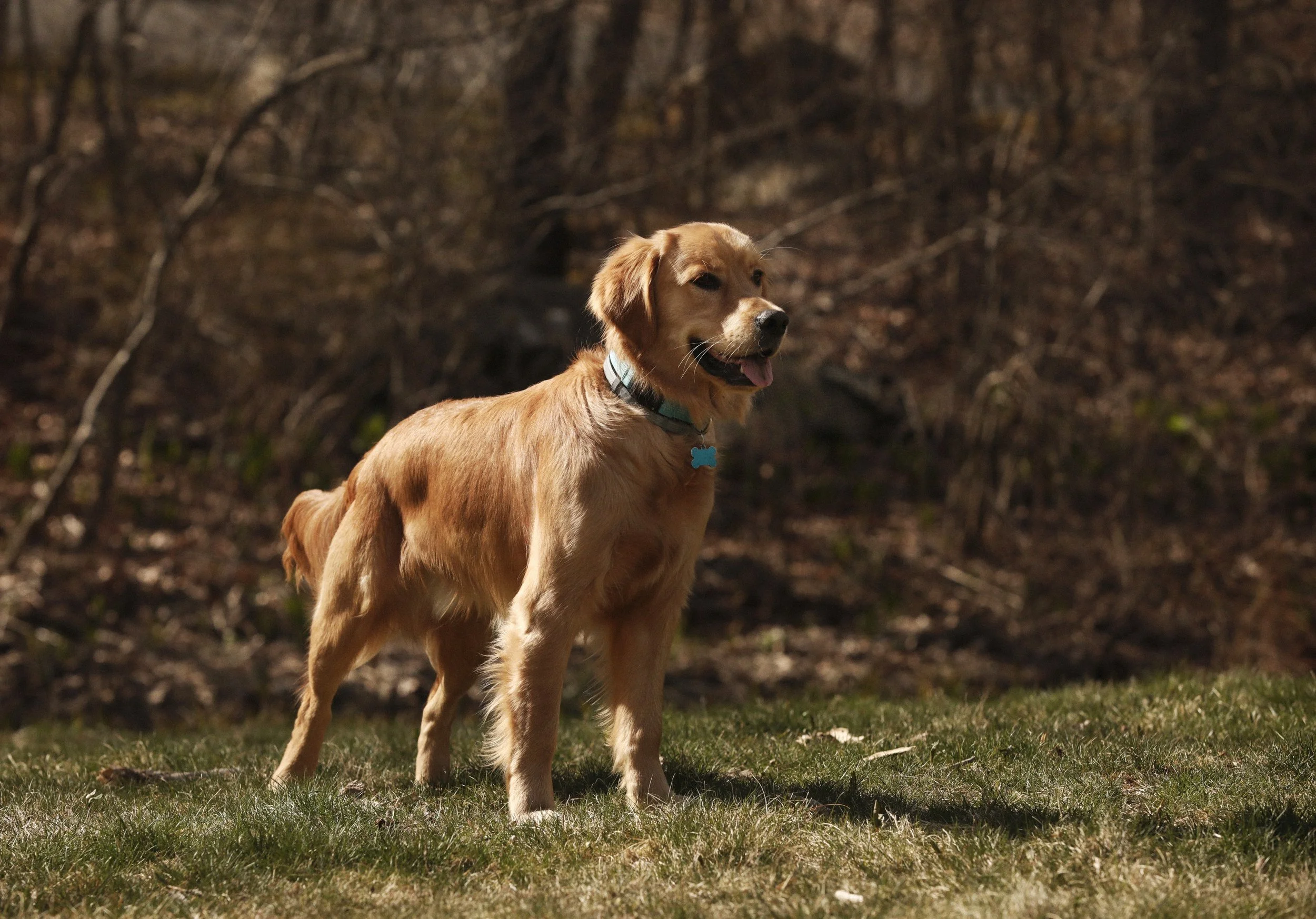 golden-retreaver-puppy-dog-standing-patrick-fraser-studio-PFS_5671.jpg