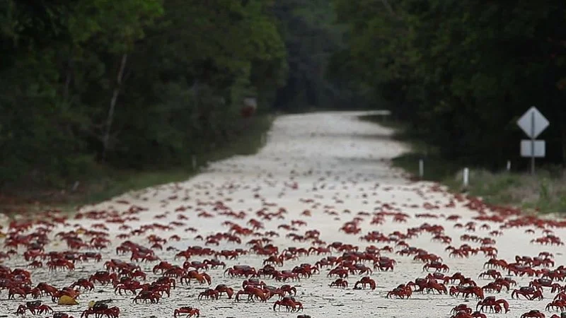 Island of the Hungry Ghosts.jpg