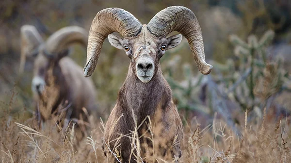 Wildlife-and-the-Wall.jpg