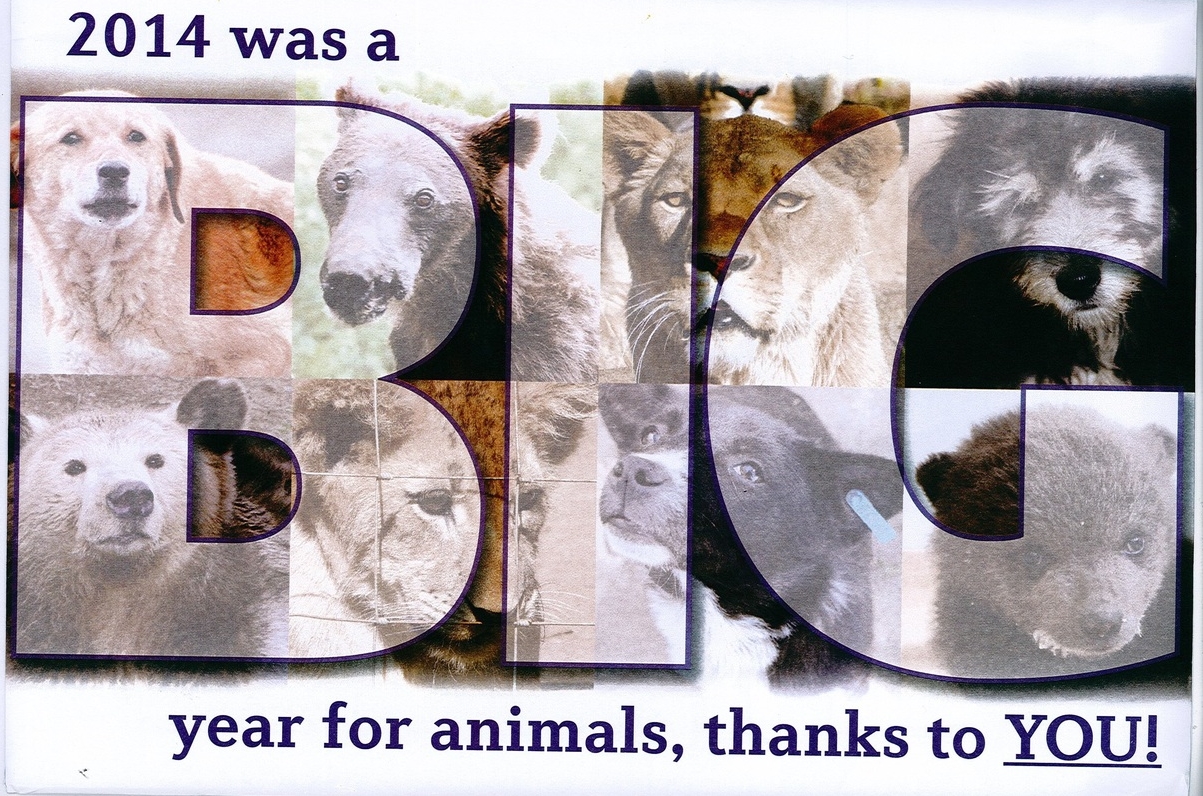 FOUR PAWS: Make 2015 a BIG year for animals — Write like a human being