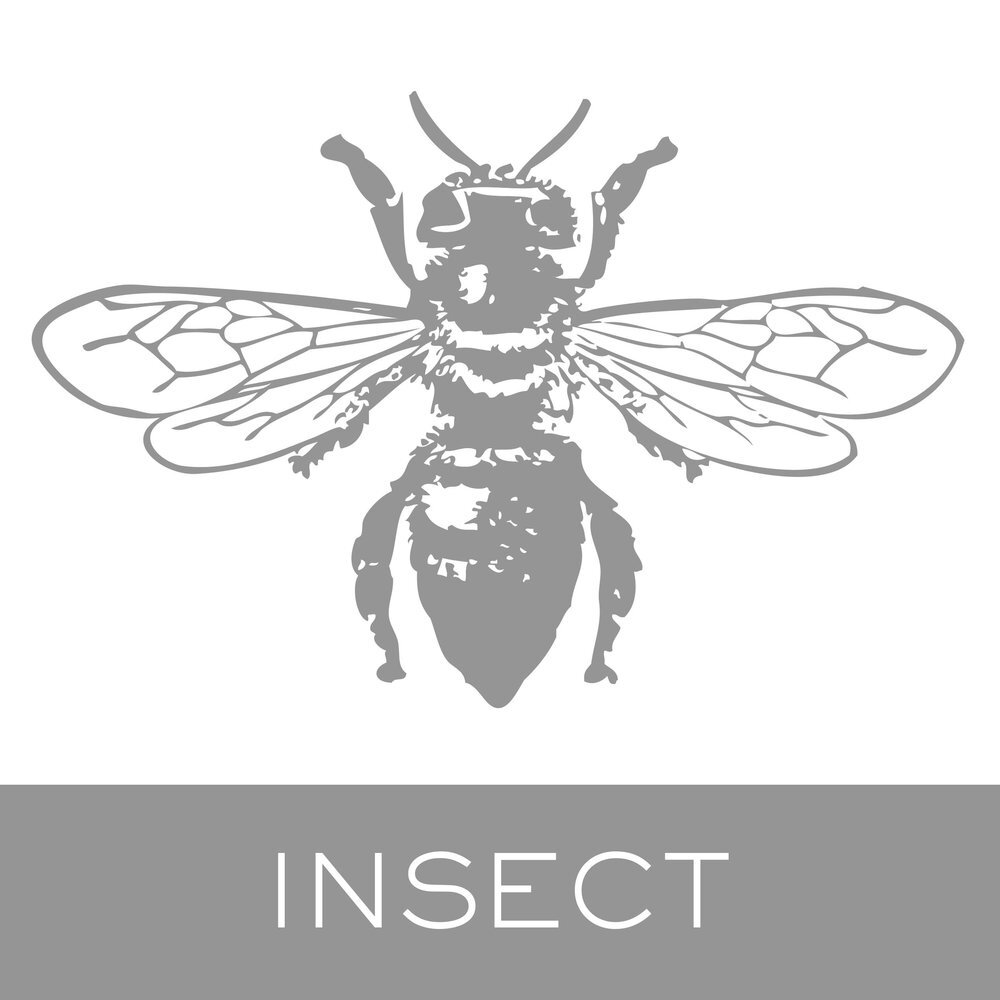 insect.jpg