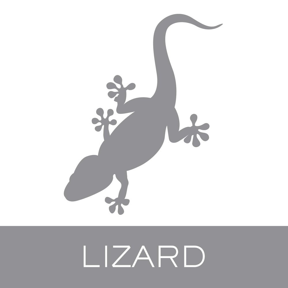 lizard.jpg