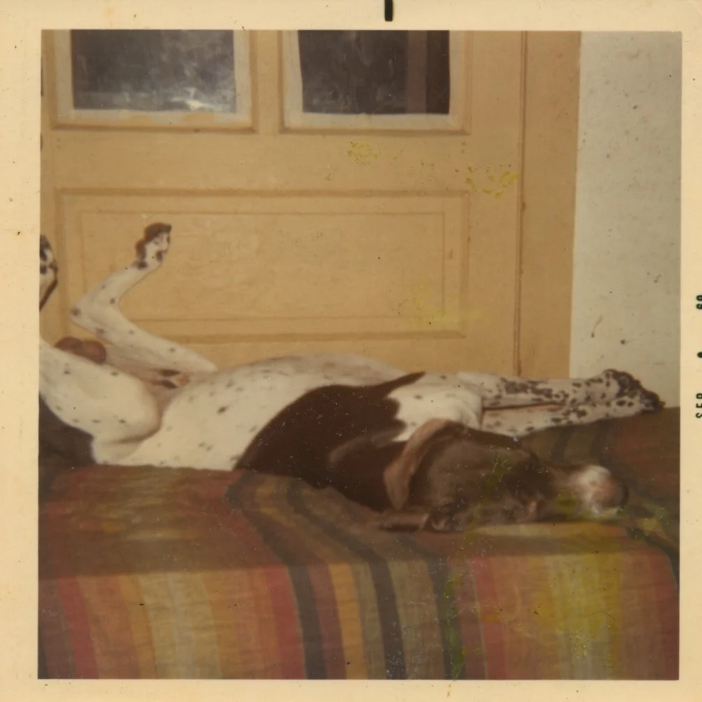 One of Lucy’s dogs. Image courtesy of Lee Zevy.