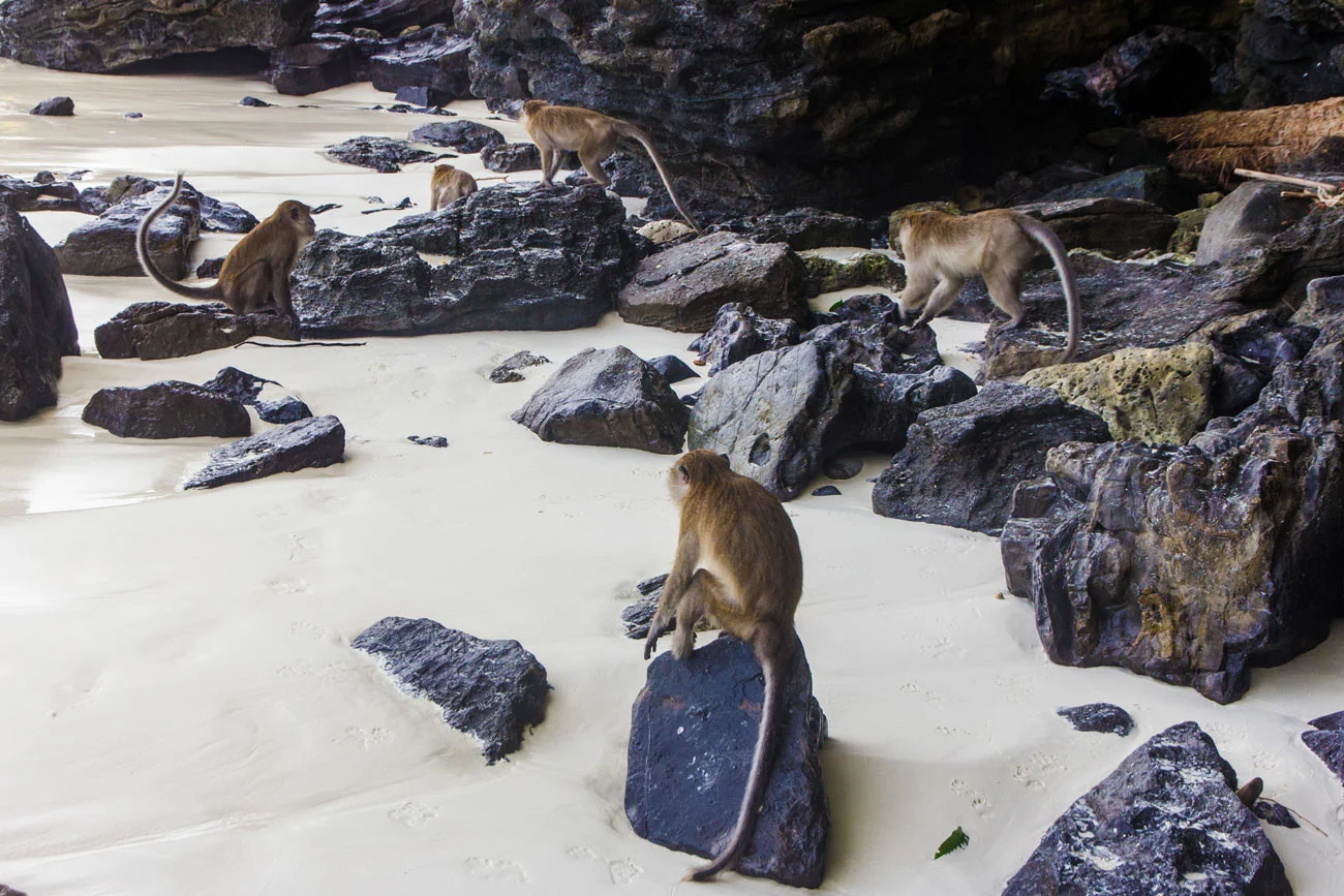 MonkeyBeach2.jpg