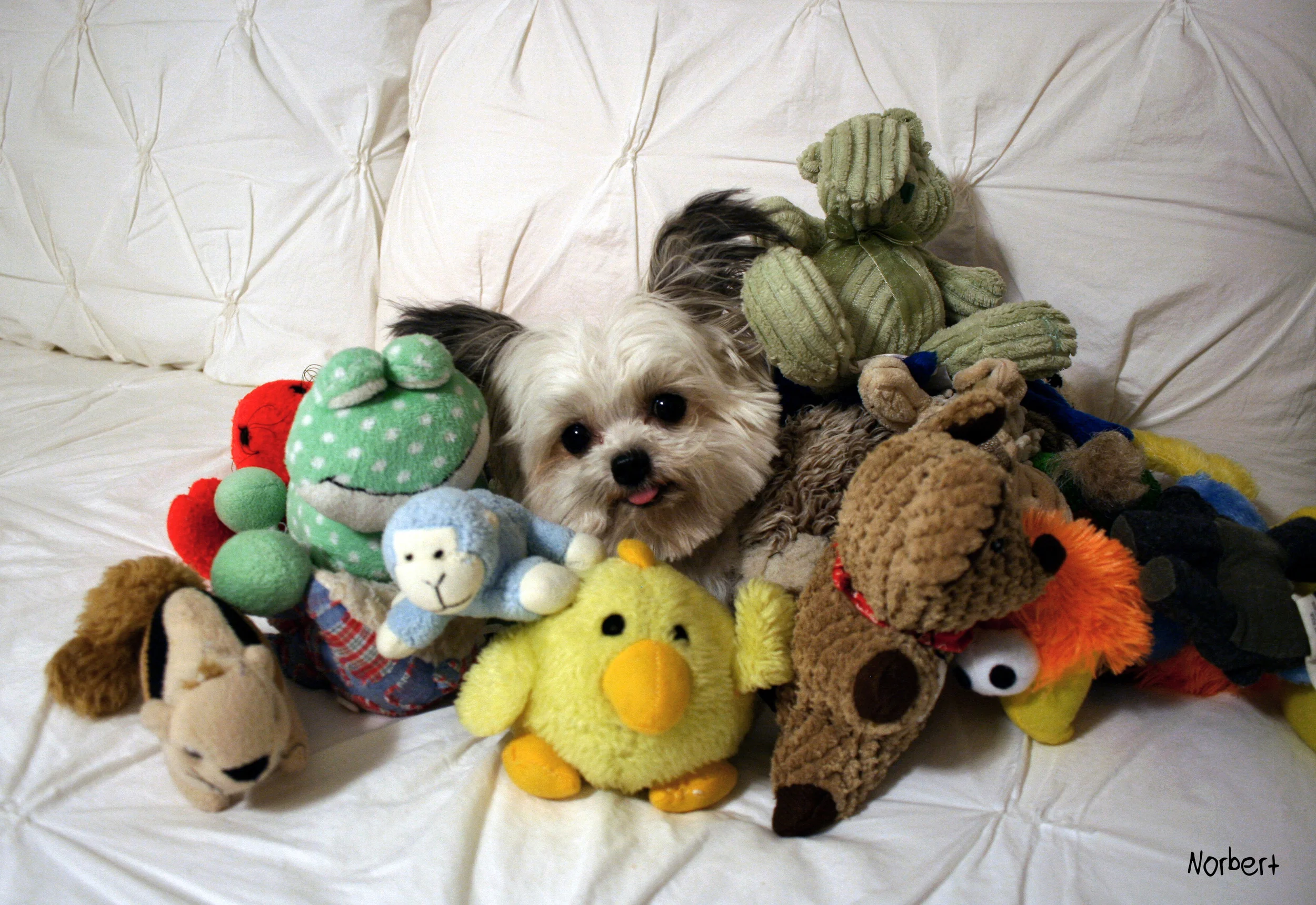 Norbert and Fur-iends.JPG