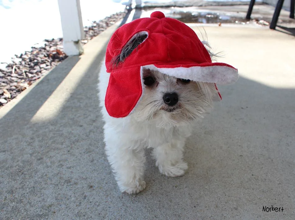 Norbert Red hat.jpg