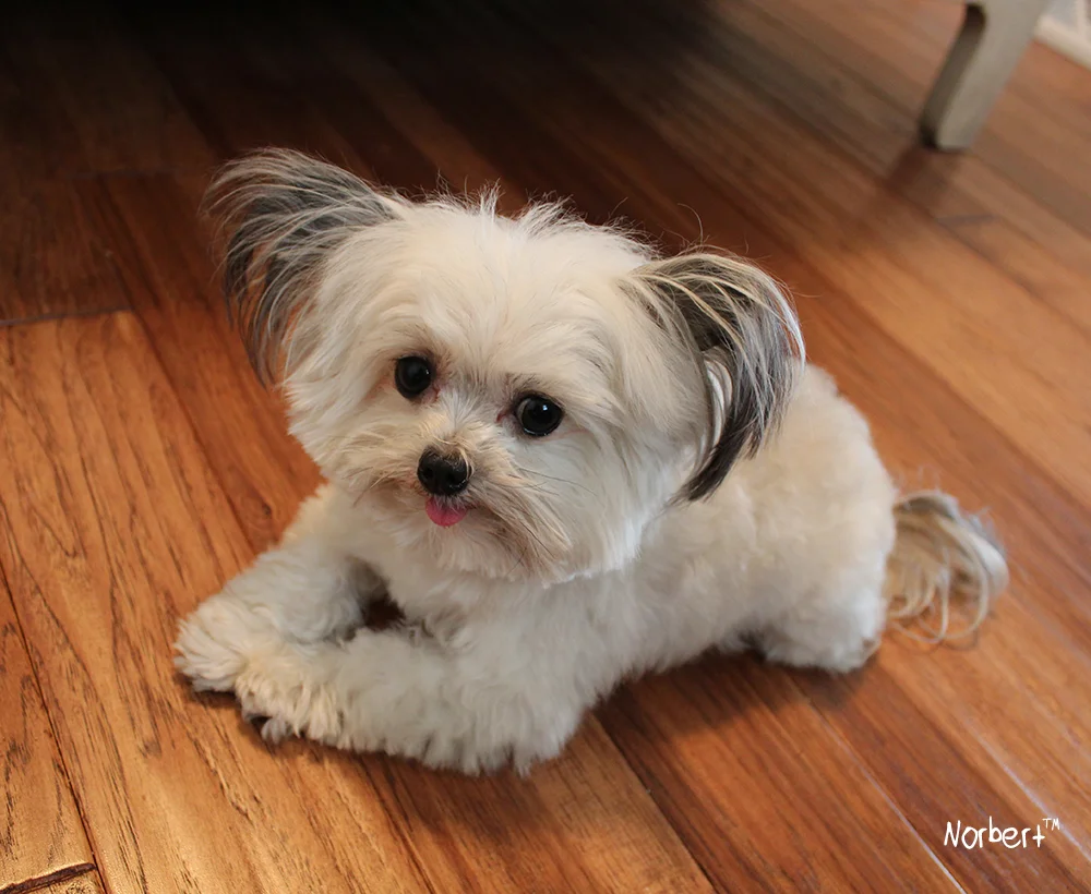 Norbert on Floor.jpg