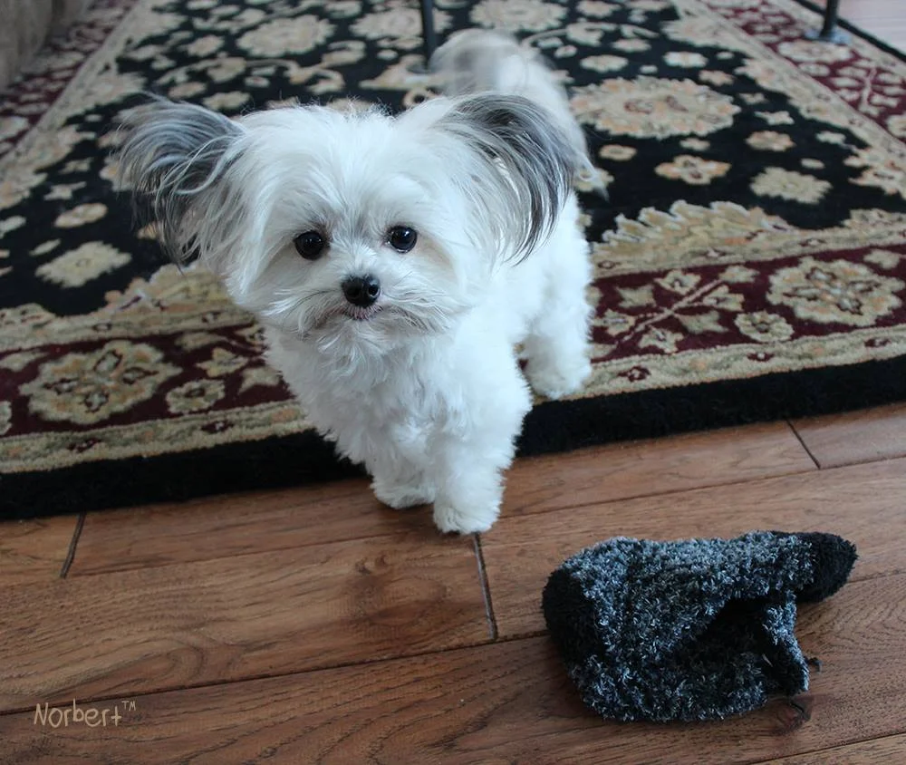 Norbert and Sock.jpg
