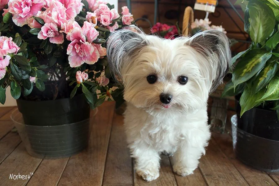 Norbert and Flowers.jpg