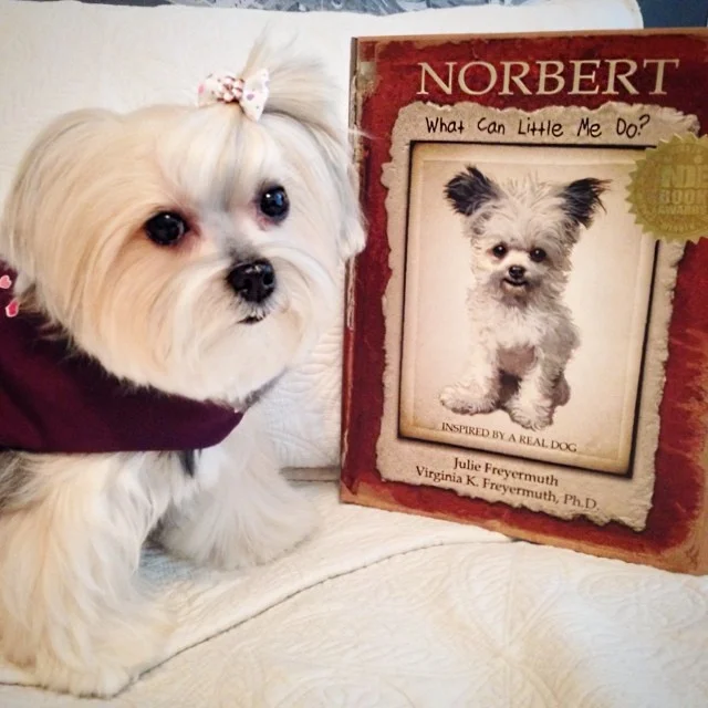 @morkie_shelly.jpg