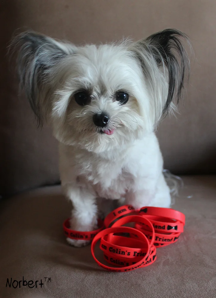 Norbert and Wristbands.jpg