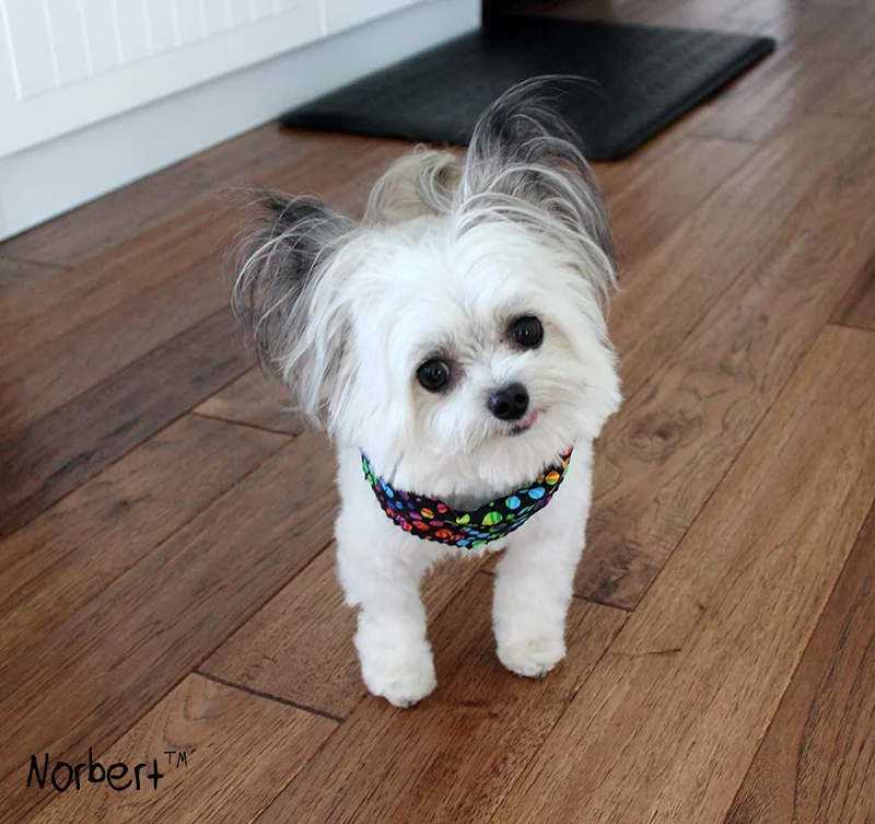 Norbert Cutest.jpg