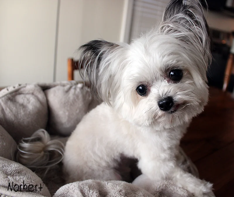 Norbert So Cute copy.jpg