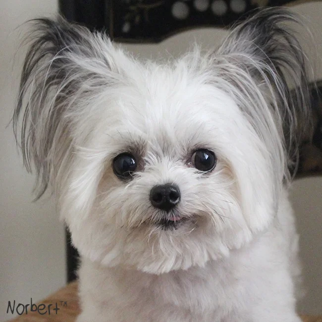 Norbert Head Shot.jpg