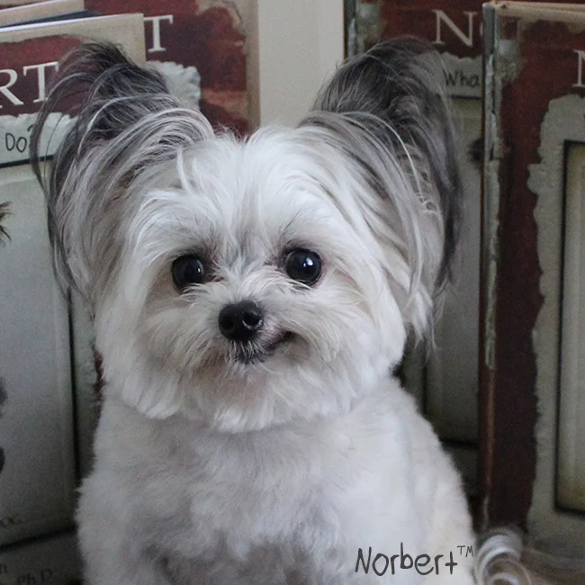 Norbert Half Smile IG.jpg
