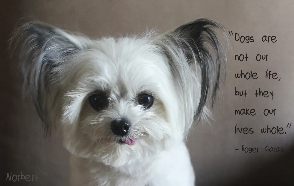 Norbert and Dog Quote FB.jpg