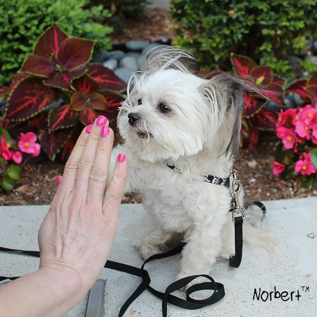 Norbert High Five.jpg
