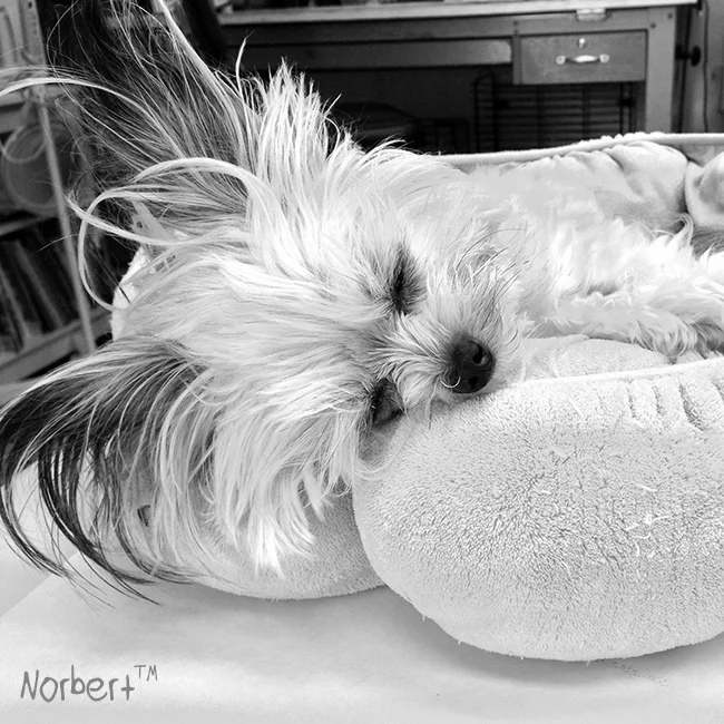 Norbert Sleeping B&W IG.jpg