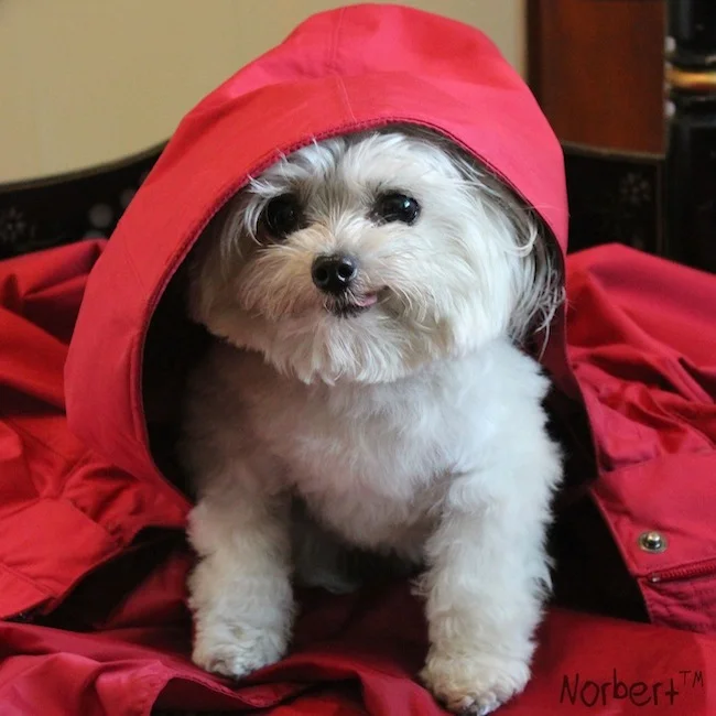 Norbert Rain Slicker IG.jpg