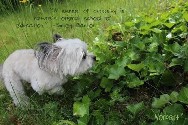 Norbert Be Curious FB copy.jpg
