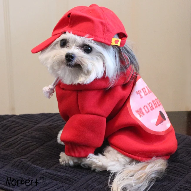 Norbert in Hat and Sweatshirt IG.jpg