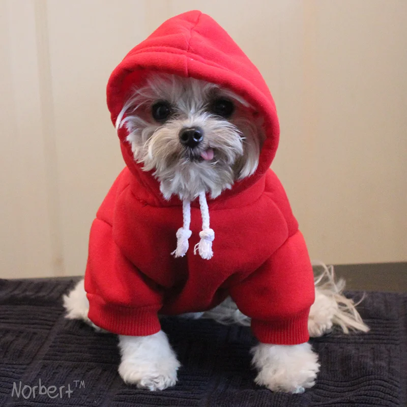 Norbert Hood Up IG.jpg