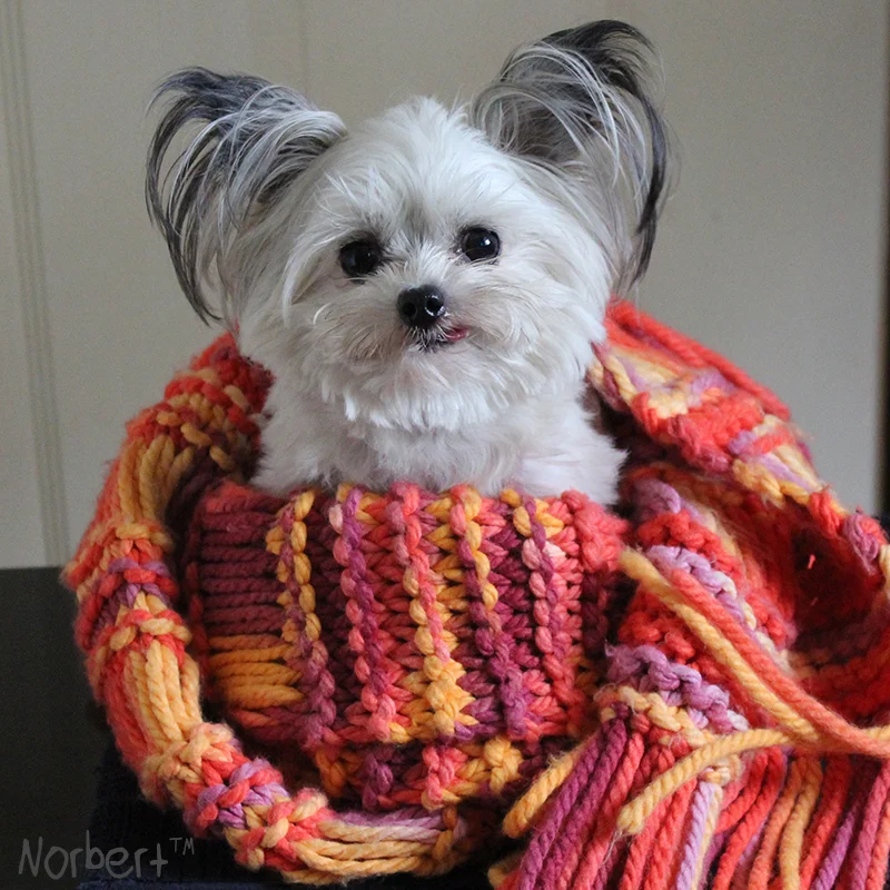 Norbert in scarf IG.jpg
