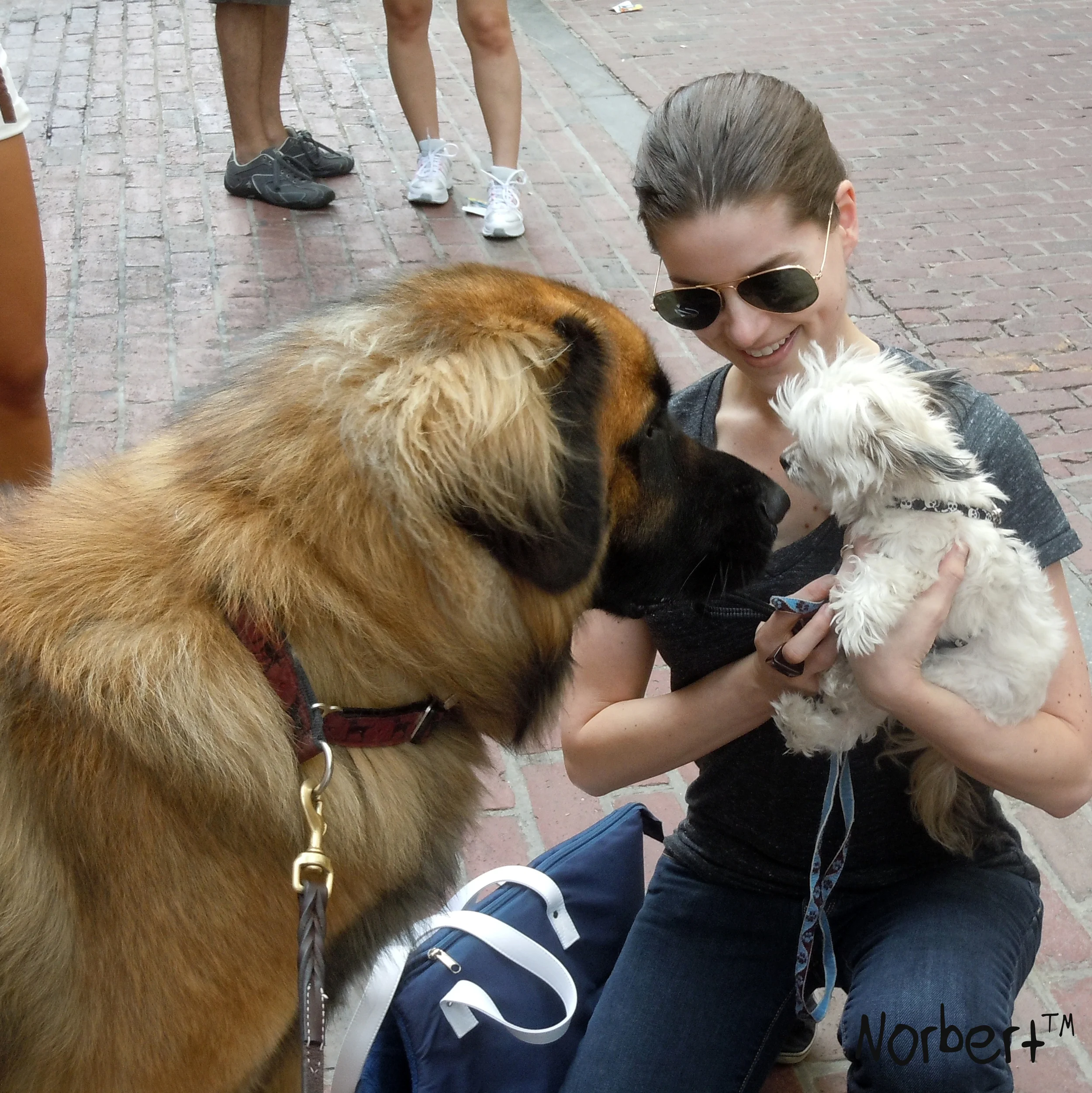 Norbert and Big Dog IG.jpg