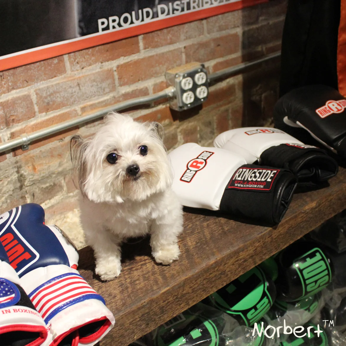Norbert and Gloves IG.jpg