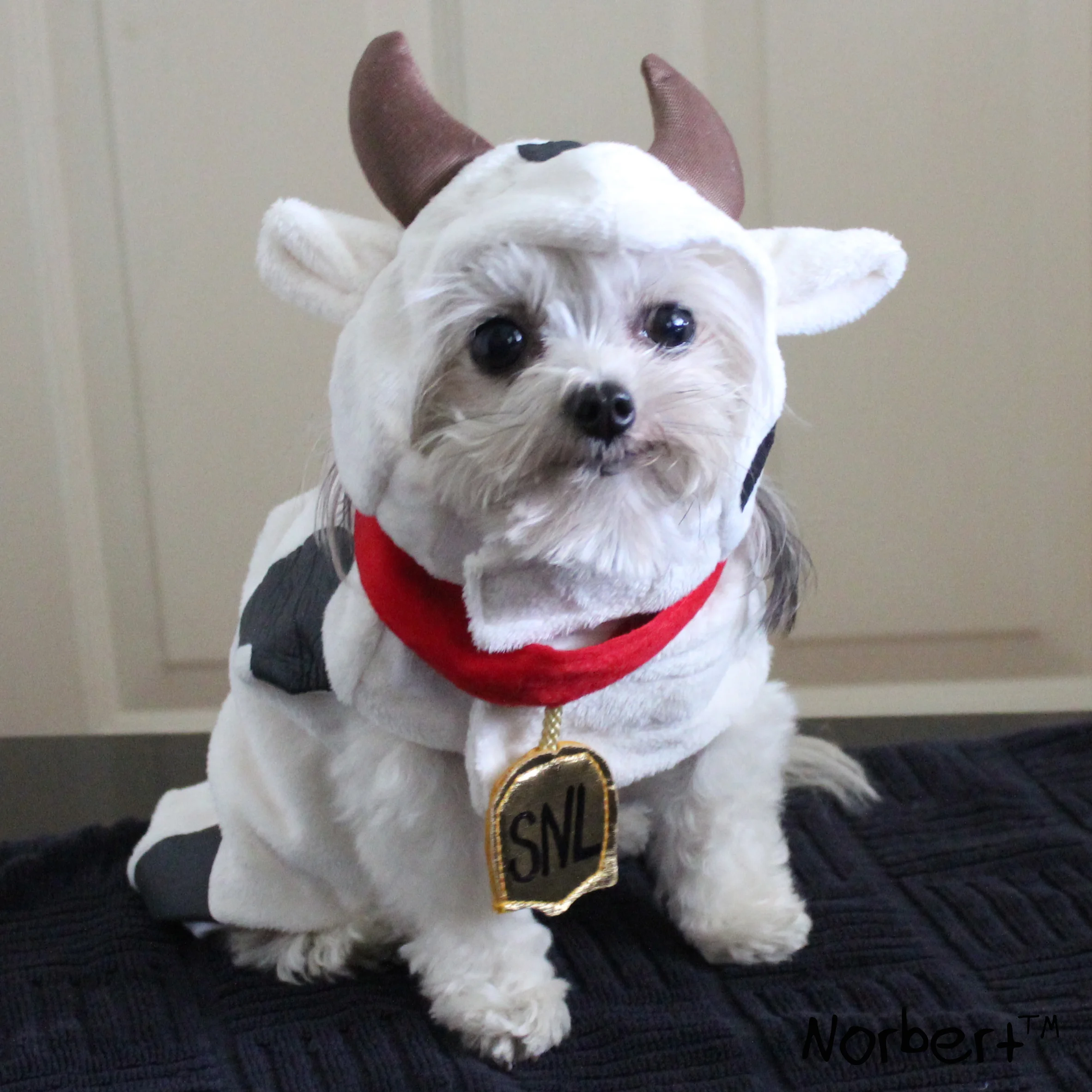 Norbert Cow IG.jpg