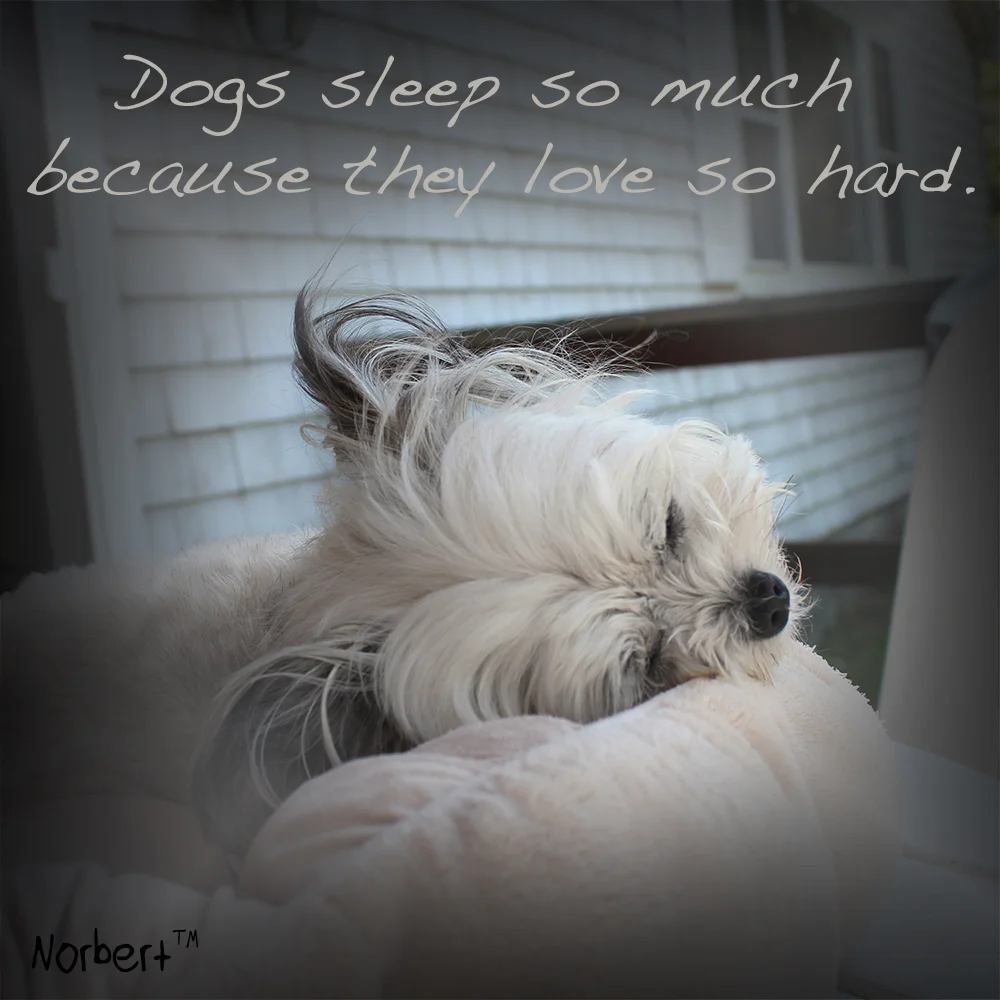 Norbert Sleeping IG.jpg