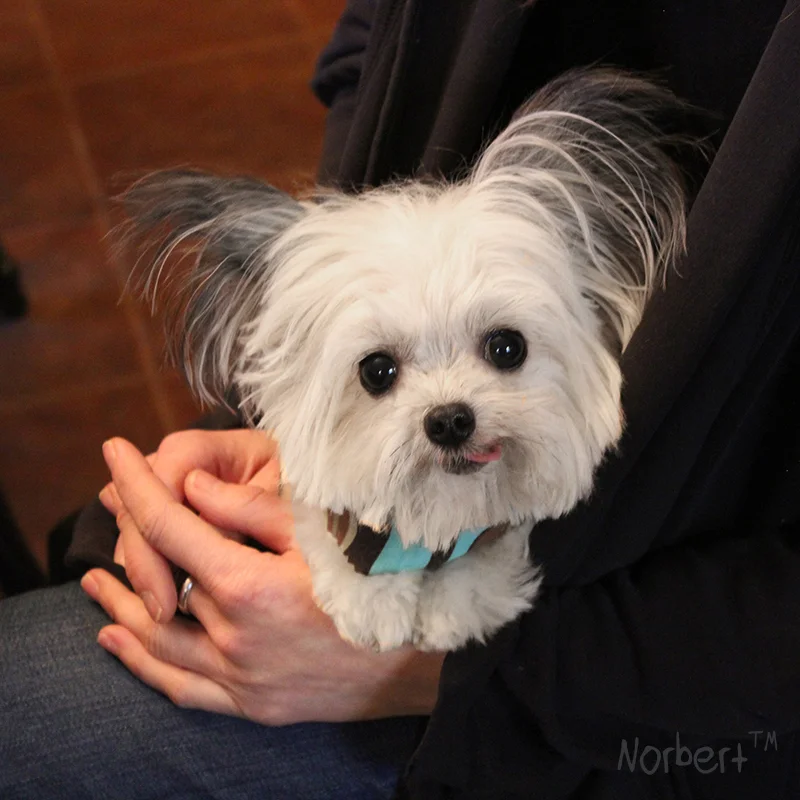 norbert on her lap IG.jpg