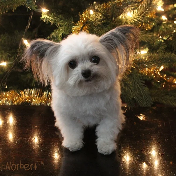 Norbert by Tree IG.jpg