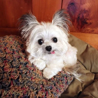 Norbert Resting 2.jpg