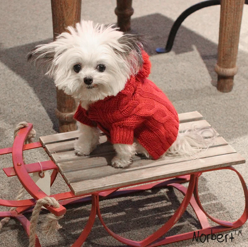 Norbert on Sled IG.jpg